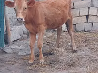 Krava, Skot — foto 1