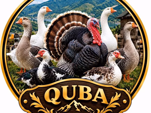 Turkeys — Azerbaycan