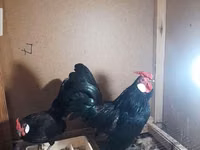 Chickens — foto 5