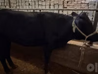 Vaca, Ganado vacuno — foto 5