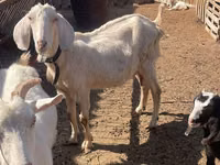 Koza, Nubian Goat — foto 7