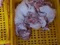 Խոզի գլխի թարմ միս — zdjęcie 3