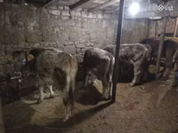 Býk, Skot — foto 1