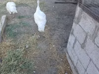 Turkeys — foto 2
