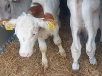 காளை, Simmental cattle — புகைப்படம் 2