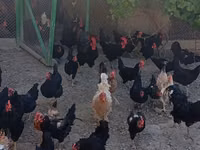Australorp — Foto 4