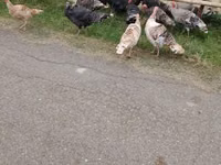Turkeys — الصورة 5
