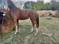 Toychoq, Dutch warmblood horse — 5-rasm