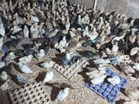 Chickens — foto 4