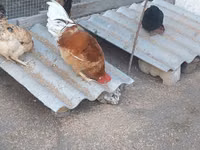 Chickens — 写真 2