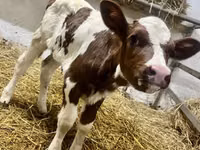 Krowa, Simmental cattle — zdjęcie 1