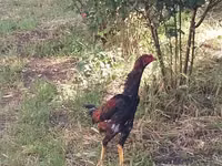 Guinea fowl — الصورة 2