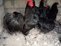 Chickens — foto 2