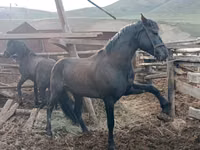 Aygʻir, Altai horse — 4-rasm