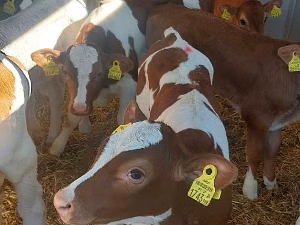 Buqa, Simmental cattle