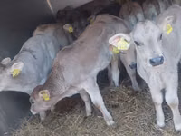 Buqa, Simmental cattle — 6-rasm