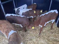 Sığır (parti, cinsiyet belirtilmedi), Simmental cattle — foto 2