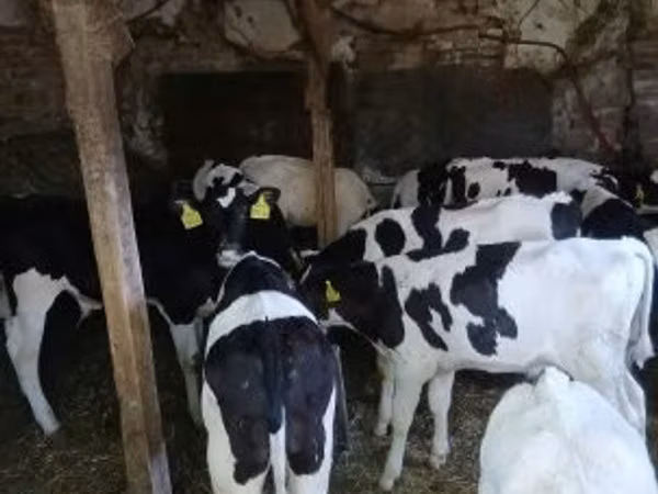雄牛, Russian Black pied cattle