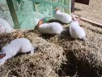 Chickens — foto 3