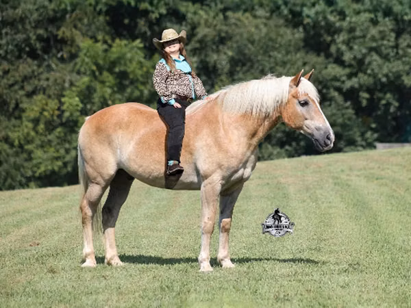 ცხენი, Haflinger