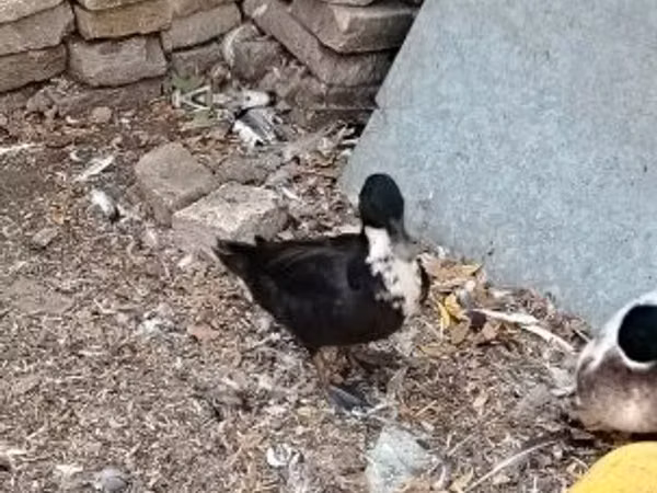 Ducks