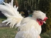 Chickens — ფოტო 4