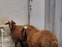 ஆண் ஆடு, ஆடுகள் — புகைப்படம் 2