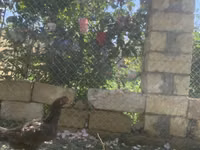 Chickens — zdjęcie 2