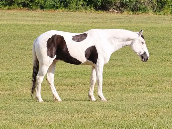 حصان, American paint horse