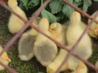 Geese — புகைப்படம் 7