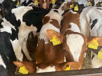 Skot (série, pohlaví neuvedeno), Simmental cattle — foto 2