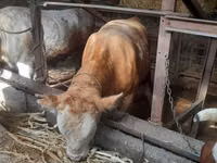 Býk, Simmental cattle — foto 5