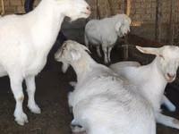 Dişi keçi, Saanen goat — foto 3