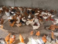 Chickens — foto 2