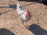 Chickens — zdjęcie 1