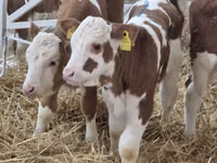 Bovinos (lote, sexo no especificado), Simmental cattle — foto 1