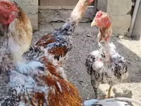 Chickens — Foto 2