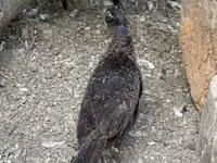galinha dinamarquesa — foto 3