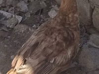 Ducks — Foto 1