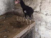 Chickens — foto 4