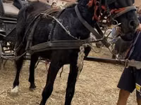 母马, Horses — 照片 2