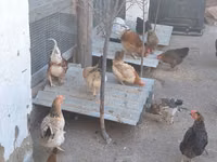 Chickens — 写真 6