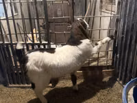 თხა, Kamori goats — ფოტო 4