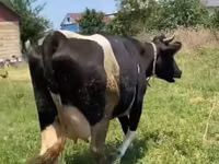 Krava, Russian Black pied cattle — foto 8