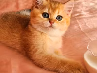Britaniya Şinşilla (Golden/Blue eyes) balası - Cins: Britaniya — ფოტო 5