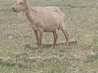 ஆண் வெள்ளாடு, Alpine goat — புகைப்படம் 1
