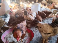 Chickens — फ़ोटो 1