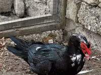 Ducks — foto 3