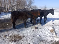 At, Yakutian horse — foto 2