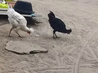 كوسوفو لونغ كروير — الصورة 1